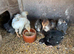 6 young chickens