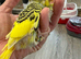 Hand Tame Budgie Chicks Ready Soon