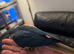 Handreared Tame 295