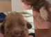 RKC SHOW COCKER SPANIEL PUPPIES EXTENSIVELY HEALTH