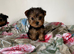Beautiful Yorkshire terrier puppies