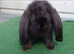 Baby French Lop