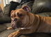 English bulldog x exotic bulldog