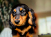 Miniture dachshund puppies ready now
