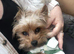 4 yorkiepoos girls and boys ready 24th july