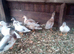 call ducks x 19