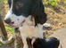 Stunning female puppy