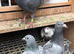 15 quality racing pigeons for sale in Cumbernauld