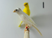 Canaries