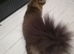 Male Maine coon