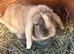 Beautiful mini lop boy looking for his forever home
