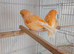 Pair Norwich Canaries for sale