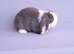 Mini lop rabbit ready now