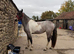 3year old filly