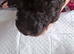 COCKAPOO LAST BLACK BOY