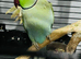 Male blue Ringneck taking parrot