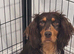 Cocker Spaniel Puppies