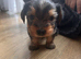 Yorkshire terrier puppy girls