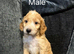 Gorgeous Cockapoo Puppies - Ready Thursday 8th October