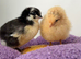 Rehome x10 4 week old Orpington’s