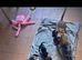 Dachshund puppies