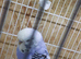 Lovely baby budgie for sale