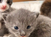 5 stunning kittens 2 female 3 male