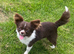 Chihuahua stud
