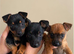 Jack russellXChihuahua puppies