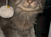 TICA ACTIVE CHAMPION MALE STUD