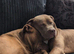 American bulldog x labrador