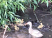 Indian runners