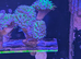 Reverse hammer corals (1 head)