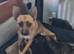 Chihuahua x boys ready to go today (ONLY 3 LEFT)