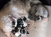Shih Tzu puppys 1 girl 3 boys available now due to time wasters