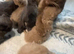 Dark chocolate female bsh kitten