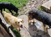 MaPuppies for sale  only 4 weeks  old not ready until 10 July