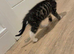 Playful happy kittens