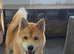 Chow chow cross