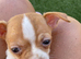 Chihuahua tea cup size boy puppy