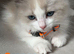 5 Pure Ragdoll Kittens available for sale