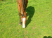 Handsome 5 year old Dutch warmblood gelding