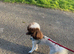 Rick James chocolate parti toy poodle for STUD