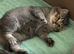 2 x beautiful shorthair kittens