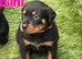 ROTTWEILER PUPPIES