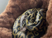 Baby royal python