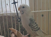 3 baby budgies for sale