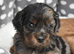Health Tested Cavapoo Puppies
