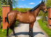 Stunning King / fantastic hack , allrounder