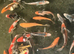 Japanese koi for Sale
